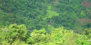 从印度古吉拉特邦萨普特拉的萨普特拉桌子点看到的山前的树木的特写镜头。自然背景。