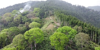 鸟瞰图松林和树脂山背景