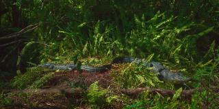 在迈阿密附近的佛罗里达大沼泽地国家公园里，一只短吻鳄的无缝视频循环。它潜伏在红树林环绕的绿色沼泽水中，参加探险探险旅游。关闭了。