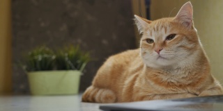 一只漂亮的姜黄色猫咪在笔记本电脑旁边的桌子上打盹