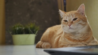 一只漂亮的姜黄色猫咪在笔记本电脑旁边的桌子上打盹视频素材模板下载