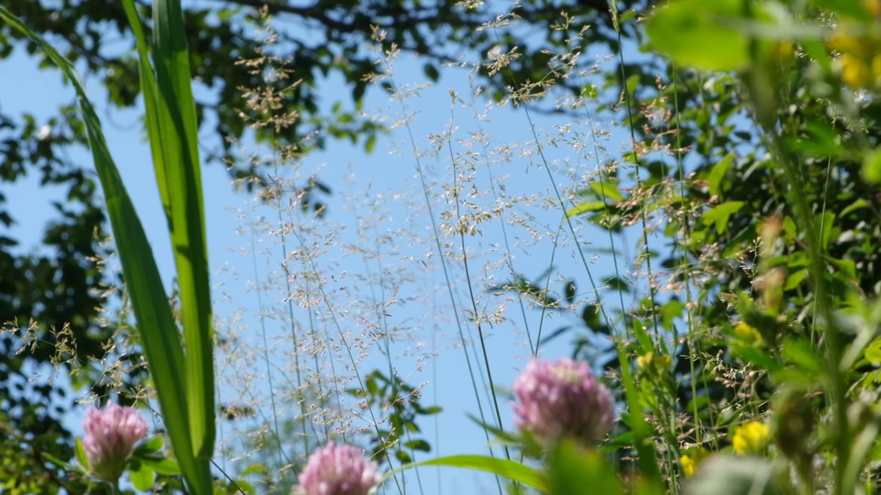 夏日的森林和草地，抬头望去。草坪上缠在一起的新鲜草叶。自然背景。夏天共鸣