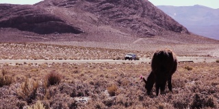 在南美洲的阿根廷，Altiplano的一条山路上，一辆四轮驱动的汽车驶过一只美洲驼(Lama glama)。