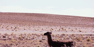 南美，阿根廷，Altiplano地区的拉玛(Lama glama)附近的公路上的汽车。