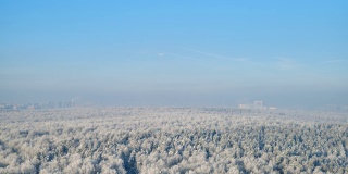 冬天的森林里有雪树，蓝天上的云朵，时间流逝