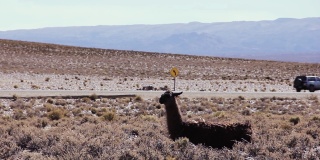 在南美洲的阿根廷，Altiplano的一条山路上，一辆驶过的骆驼(Lama glama)。
