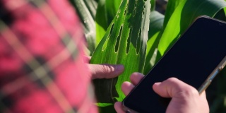 一名亚洲女性农民用智能手机检查田里的玉米叶片，看有没有害虫。许多病虫害对玉米是有害的。