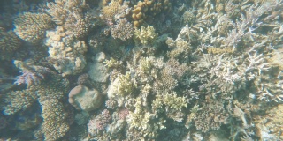 红海礁石上的蝴蝶鱼