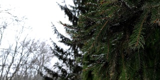 近距离观看视频镜头的绿色云杉树枝在下雪的冬天。
