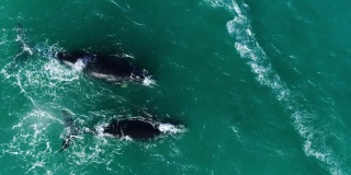 一个风筝冲浪者在南露脊鲸旁从上到下的空中拍摄