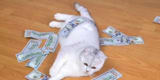 美元落在猫身上。有钱的猫。有利可图的猫。