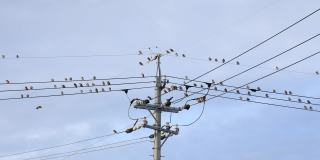 一大群椋鸟栖息在电线和电线杆上