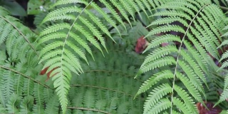 电影视频的自然，树叶和瀑布