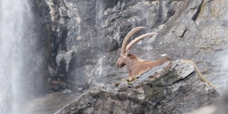 背景为塞里奥瀑布的阿尔卑斯山之王(卡普拉野山羊)