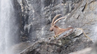 背景为塞里奥瀑布的阿尔卑斯山之王(卡普拉野山羊)视频素材模板下载