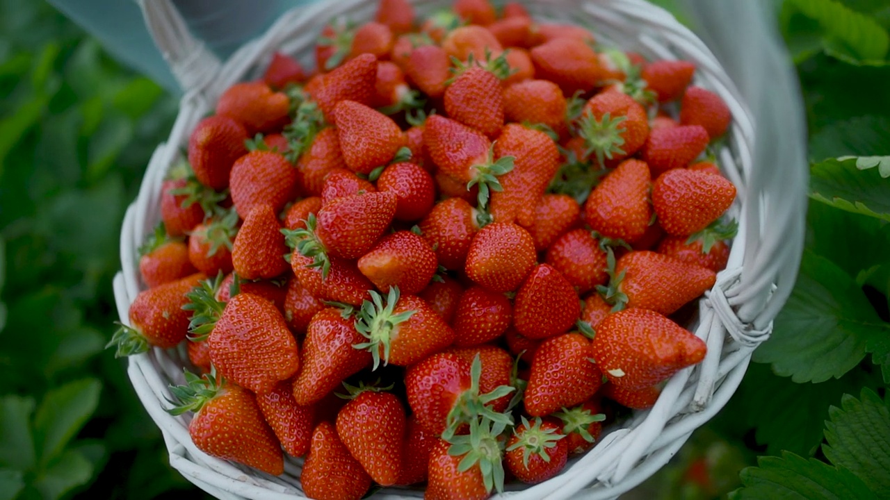满满一篮新鲜出炉的多汁草莓