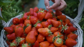 一大堆新鲜的草莓。镜头击中了一棵草莓幼苗视频素材模板下载