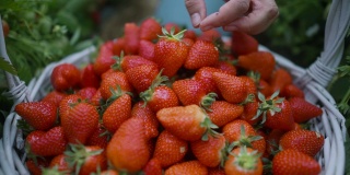 一大堆新鲜的草莓。镜头击中了一棵草莓幼苗