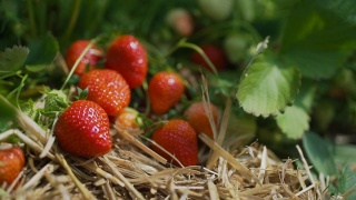 草莓在地里成熟了，可以收割了视频素材模板下载