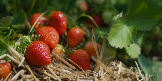草莓在地里成熟了，可以收割了