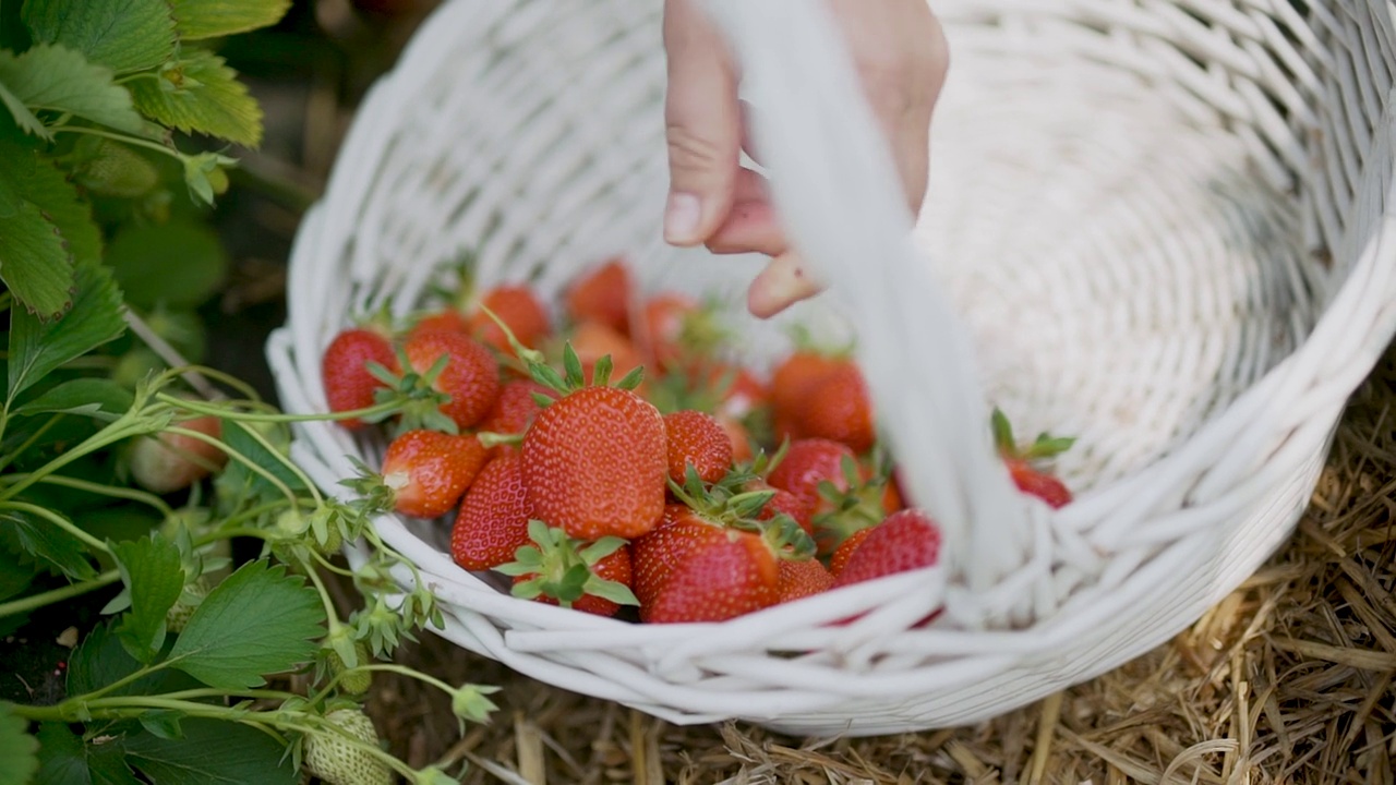 用农民的双手收获草莓