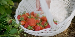 用农民的双手收获草莓