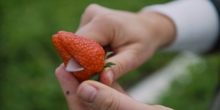 农夫切了一个新鲜的草莓