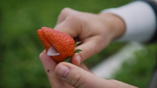 农夫切了一个新鲜的草莓视频素材模板下载
