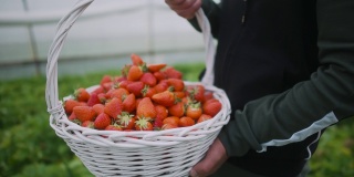 农夫小心翼翼地提着一篮新鲜草莓