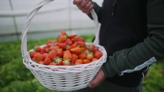 农夫小心翼翼地提着一篮新鲜草莓视频素材模板下载