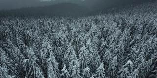 冬季混交林鸟瞰图。鸟瞰图飘落的雪常青松森林期间大雪在冬季山林寒冷安静的一天