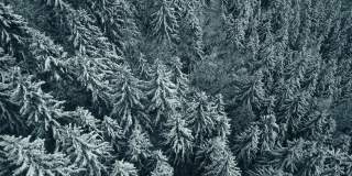 空中从上到下的冬季混交林的无人机视图。