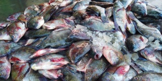 罗非鱼堆与冰在鱼市场出售