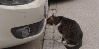 猫在停车场前嗅来嗅去