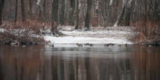 冬季风景野鸭在水里戏水