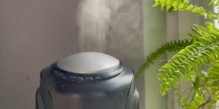 加湿器开始从低功率到高功率工作，然后在灰色墙壁背景的绿蕨附近关闭。家用植物加湿器中的水雾蒸汽。