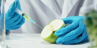 检查苹果的医学科学家，在实验室工作。食品研究，产品基因改造。微生物学家分析实验室培育的水果。