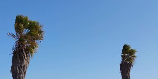 强风吹在蓝天下的棕榈树上。葡萄牙冬季风暴尤尼斯。低角度,宽
