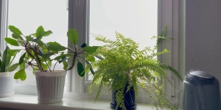 家用植物加湿器中的水雾蒸汽。加湿器开始从低功率工作到高功率，然后关闭窗台附近的盆花。