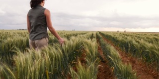 农民在农场上行走时，擦过一捆捆麦子