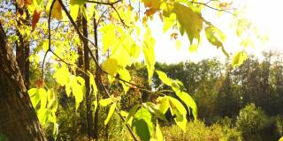 初秋，阳光照耀在森林空地上