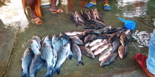 印度鱼市场上的鱼