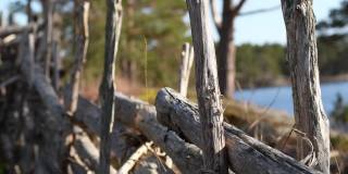 瑞典乡间的旧圆木杆栅栏