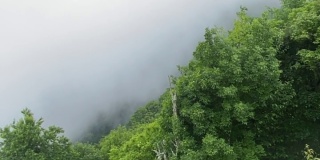 夏天的蓝岭公园路雾和绿叶
