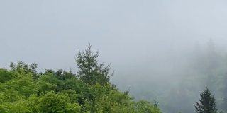 蓝岭公园路雾和山中的树木