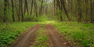 森林徒步在绿色的森林道路在春天-多利在FPV镜头