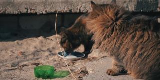 流浪街头的猫从一个脏碗吃在地上，在街上慢莫