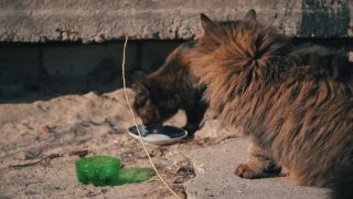 流浪街头的猫从一个脏碗吃在地上，在街上慢莫视频素材模板下载