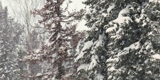 雪景下高大的冷杉树。在一个寒冷晴朗的日子里，冬天的山林里正在下雪