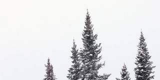 在下雪的情况下，高大的冷杉树的顶部。冬天的山林里正在下雪